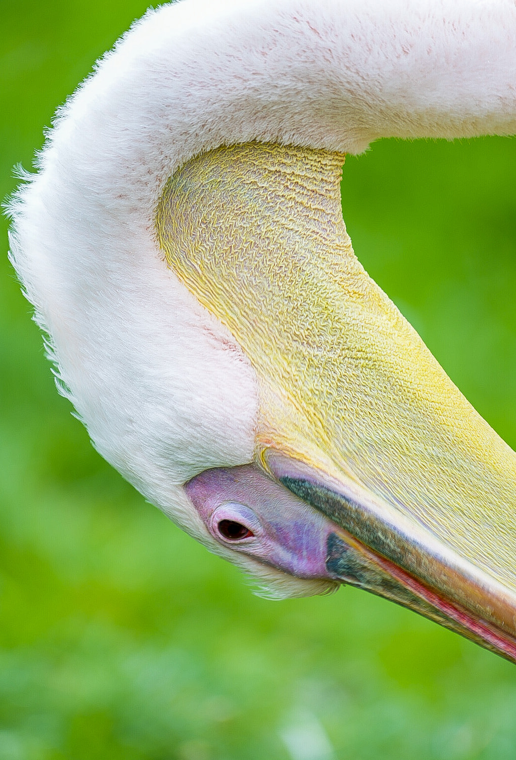 Great white Pelican